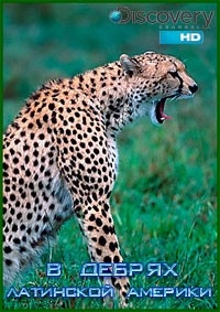 Постер «В дебрях Латинской Америки»