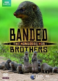 Постер «Полосатые братья - банда мангустов»