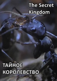 Постер «Тайное королевство»