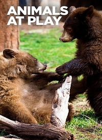 Постер «Игры животных»