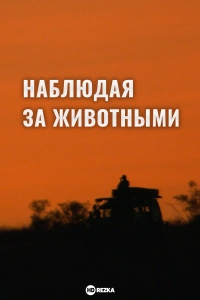Постер «Наблюдая за животными»